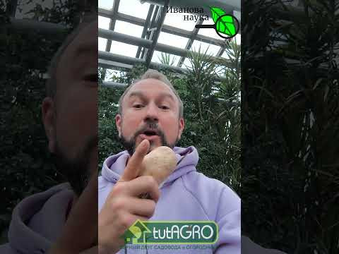 Домашняя чудо подкормка из СССР: ягоды - ведрами, огурцы - бочками, томаты - кошами! Домашняя чудо подкормка из СССР: ягоды - ведрами, огурцы - бочками, томаты - кошами!