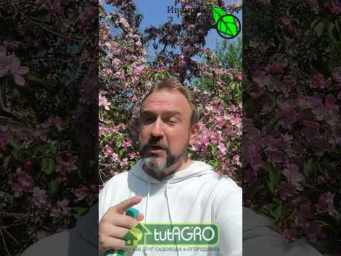 ОПРЫСКАЙТЕ САД ПРЯМО СЕЙЧАС! Цветки не опадут, а урожай завалит! Чем опрыскать во время цветения. ОПРЫСКАЙТЕ САД ПРЯМО СЕЙЧАС! Цветки не опадут, а урожай завалит! Чем опрыскать во время цветения.