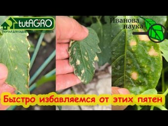 Как легко избавиться от пятне на листьях. Желтые и сухие пятна на листьях томата, перца и огурца.