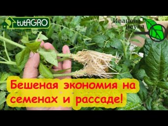 НОВАЯ РАССАДА ТОМАТА ЗА... 5 дней! Вот что надо сделать, чтобы не платить за семена.