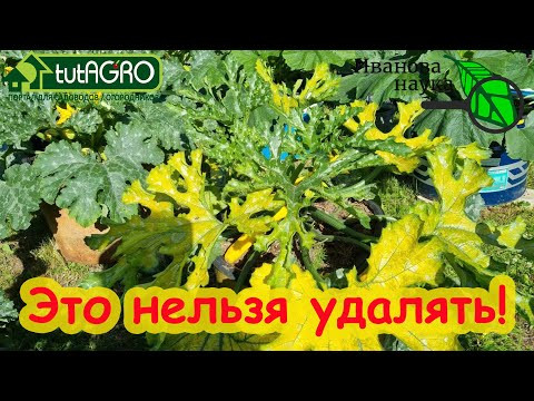 ЖЕЛТЫЕ ЛИСТЬЯ У КАБАЧКА: ни в коем случае НЕ УДАЛЯЙТЕ это. Лишитесь урожая! Если ничего не помогает. ЖЕЛТЫЕ ЛИСТЬЯ У КАБАЧКА: ни в коем случае НЕ УДАЛЯЙТЕ это. Лишитесь урожая! Если ничего не помогает.