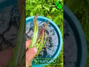 1 капля на ведро &mdash; и огород не узнать! Бабушкин секрет: томаты и огурцы ломятся от урожая! 