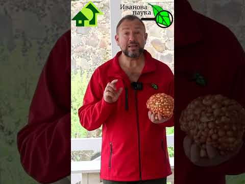 КАК ВЫРАСТИТЬ БОЛЬШОЙ УРОЖАЙ ЛУКА-ШАЛОТА: без луковой мухи, пероноспороза и гнили #иванованаука #лук КАК ВЫРАСТИТЬ БОЛЬШОЙ УРОЖАЙ ЛУКА-ШАЛОТА: без луковой мухи, пероноспороза и гнили #иванованаука #лук