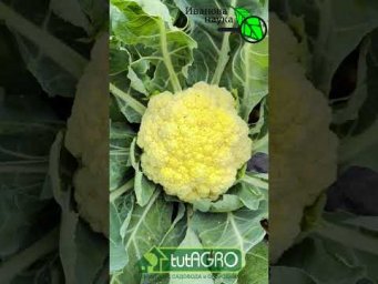 Секрет огромных головок цветной капусты: 2 средства изменит всё!