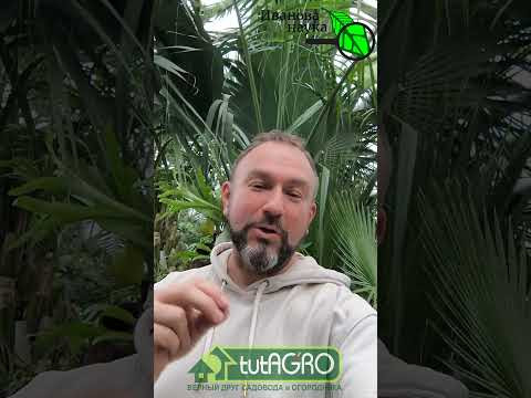 Реанимируйте чахлую рассаду за считанные дни: эта мощная подкормка сделает крепкой и здоровой? Да?