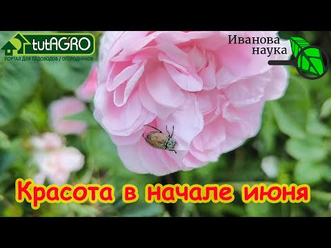 ОБЗОР УЧАСТКА ИЮНЬ 2024 г. Красота вам в ленту, видео для хорошего настроения! ОБЗОР УЧАСТКА ИЮНЬ 2024 г. Красота вам в ленту, видео для хорошего настроения!