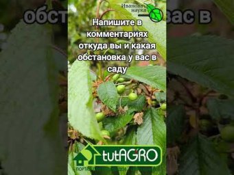 Сад после заморозков. Как спасти урожай? Какой урожай ждать в 2025 году.