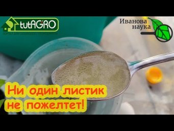 БОЛЬШЕ ВОДОЙ РАССАДУ НЕ ПОЛИВАЮ. Чтобы рассада росла крепкая и здоровая, используйте это средство.