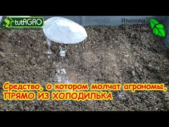 Добавьте 1 ЛОЖКУ в почву, и вы не узнаете свой огород: результат уже через неделю.