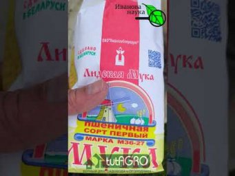 БЕЗ ЭТОГО ЧЕСНОК НЕ САЖАЮ! Лучшая заправка почвы для посадки чеснока. Всего 1 грамм и чеснок лучший!