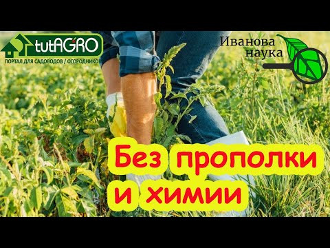 Как ЛЕГКО ИЗБАВИТЬСЯ ОТ СОРНЯКОВ НАВСЕГДА. Сныть, вьюнок, крапива, мокрица, портулак и пырей уйдут.