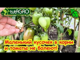 ОДНА ЛОЖКА В ЗЕМЛЮ И ТОМАТЫ БОЛЬШЕ НЕ БОЛЕЮТ! Вот что надо положить в землю, чтобы огород не болел.