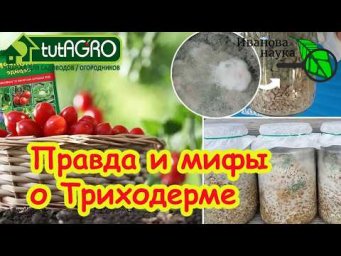 Триходерма: Вымыслы и Реальность. Вся правда о триходерме. Как заставить триходерму работать?