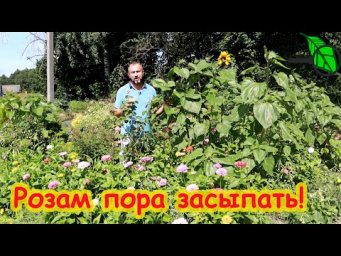 РОЗЫ ЗИМУЮТ БЕЗ УКРЫТИЯ! Несколько простых правил подготовки роз к зиме осенью. Розы должны засыпать