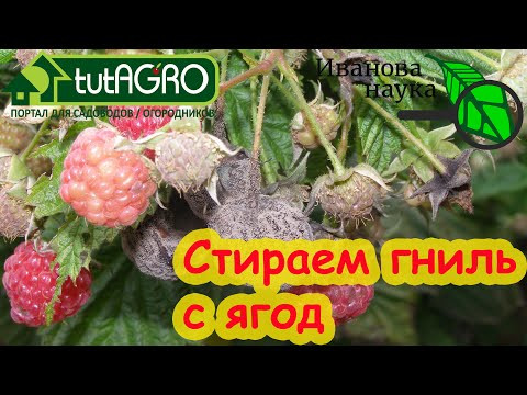 СПАСИТЕЛИ САДА: убираем гниль с плодов. После этого ни одно растение не заболеет! СПАСИТЕЛИ САДА: убираем гниль с плодов. После этого ни одно растение не заболеет!