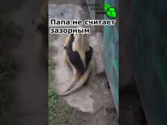 Просто очень душевная сцена: 13-летний папа муравьед гуляет с семьей, носит жену и ребенка на спине.