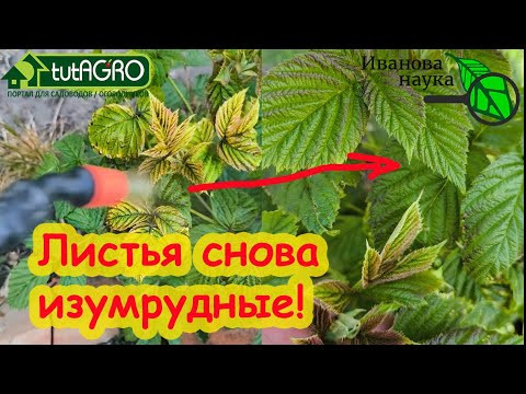 ОПРЫСКАЛ 1 РАЗ И ЛИСТЬЯ СНОВА ИЗУМРУДНЫЕ! Лучший восстановитель листьев у всех растений. ОПРЫСКАЛ 1 РАЗ И ЛИСТЬЯ СНОВА ИЗУМРУДНЫЕ! Лучший восстановитель листьев у всех растений.
