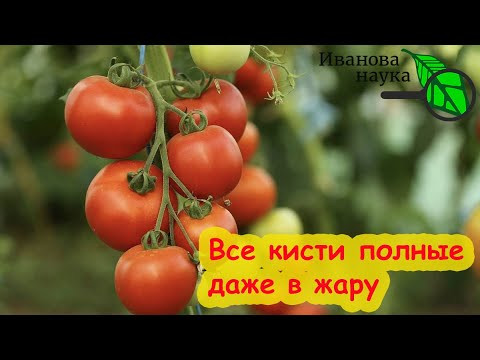 3-я КИСТЬ ТОМАТА ПОЛНАЯ! УДОБРЕНИЯ ОТ ЖАРЫ. Томат без пропусков. Чем подкормить в жару? 3-я КИСТЬ ТОМАТА ПОЛНАЯ! УДОБРЕНИЯ ОТ ЖАРЫ. Томат без пропусков. Чем подкормить в жару?