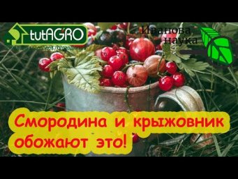 ЧТОБЫ СМОРОДИНА БЫЛА РАЗМЕРОМ С ВИШНЮ, сделайте это в саду. Крупная смородина даже на старых кустах.