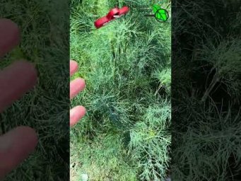 Соседи ОШАРАШЕНЫ! Укроп пышный, сочный и изумрудный до самой осени! 