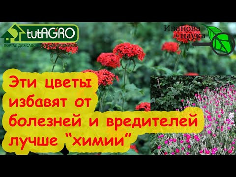 ЭТОТ ЦВЕТОК ЕЩЕ МОЩНЕЕ БАРХАТЦЕВ! Посадите его и забудете о болезнях и вредителях в саду и огороде. ЭТОТ ЦВЕТОК ЕЩЕ МОЩНЕЕ БАРХАТЦЕВ! Посадите его и забудете о болезнях и вредителях в саду и огороде.