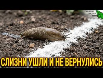 СЛИЗНИ СБЕГУТ С УЧАСТКА НАВСЕГДА! Один стакан этого средства осенью и нет проблем