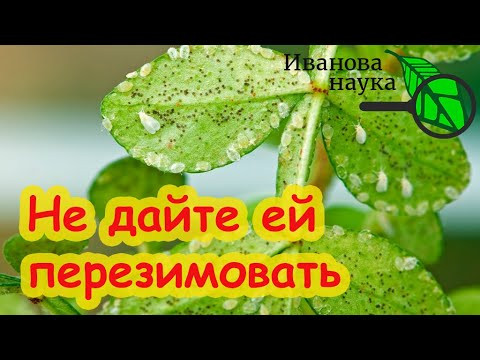 НЕ ДАЙТЕ ПЕРЕЗИМОВАТЬ БЕЛОКРЫЛКЕ! Теплица и огород без белокрылки. Давайте забудем об этом вредителе НЕ ДАЙТЕ ПЕРЕЗИМОВАТЬ БЕЛОКРЫЛКЕ! Теплица и огород без белокрылки. Давайте забудем об этом вредителе