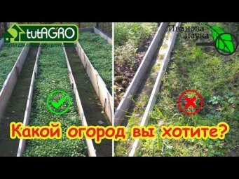 4 ПРОСТЫХ СПОСОБА УСКОРИТЬ РОСТ СИДЕРАТОВ: сидераты сработают даже в короткие сроки! Сейте смело!!!
