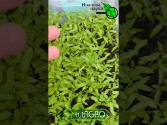 РАССАДА БОЛЬШЕ НЕ ГИБНЕТ! Куда пропали болезни рассады? Черной ножки нет: что я изменил в этом году.