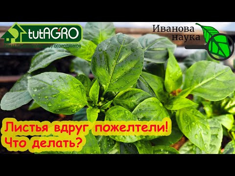 КАРАУЛ!!! После высадки рассады листья стали ЖЕЛТЫЕ!!! Что делать, если верхние листья пожелтели? КАРАУЛ!!! После высадки рассады листья стали ЖЕЛТЫЕ!!! Что делать, если верхние листья пожелтели?
