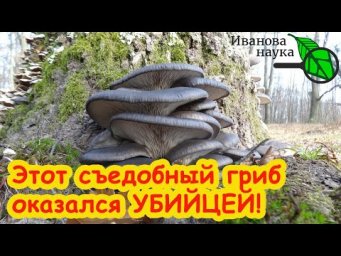 ОСТАВИМ КОММЕРСАНТОВ БЕЗ ШТАНОВ: просто СОБЕРИТЕ ЭТИ ГРИБЫ и закопайте в огороде. Оздоровление почвы