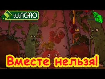 МОЖНО НИЧЕМ НЕ ОПРЫСКИВАТЬ, а только поливать! Вы тоже применяли Превикур энерджи неправильно?