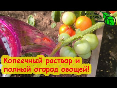 Лью 1 литр под огурцы, томаты, перец и они прут как бешеные, плодоносят во всю и не болеют! Лью 1 литр под огурцы, томаты, перец и они прут как бешеные, плодоносят во всю и не болеют!