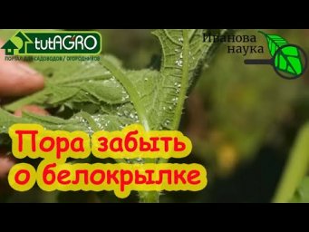 ЗАПОМНИТЕ ЭТОТ СОВЕТ и БЕЛОКРЫЛКА УЙДЕТ С УЧАСТКА! Без этого не поможет и химия!