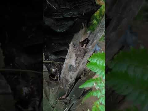 ЭТО НЕ ПАРАЗИТЫ! Это - эпифиты. Точно также растет и фаленопсис в природе.
