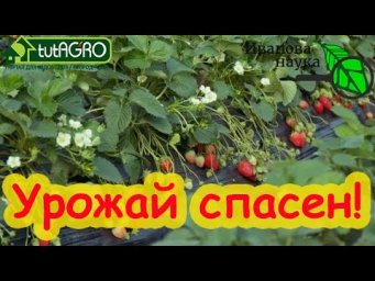 ЗЕМЛЯНИКА / КЛУБНИКА СПАСЕНА! Вот чем надо обработать кусты, чтобы пропали все болезни и вредители!