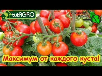 Секрет спелых томатов: обрывать или ждать? Ошибка, которая испортит весь урожай!