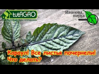 ЛИСТЬЯ ТОМАТА ПОЧЕРНЕЛИ. Почему чернеют листья у томата, огурца и других растений? Томат заболел.