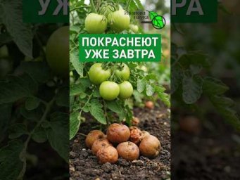 СРОЧНО КРАСИМ ТОМАТЫ! БЕСПЛАТНОЕ удобрение у вас ПОД НОГАМИ.