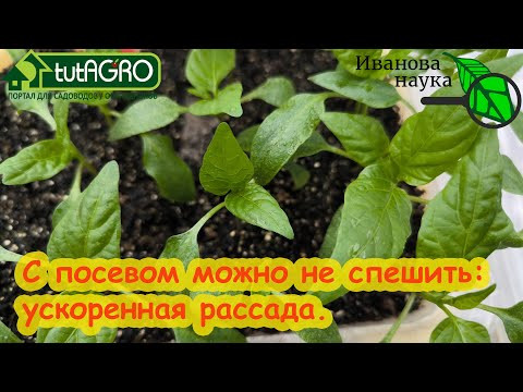 УСКОРЕННЫЙ МЕТОД ВЫРАЩИВАНИЯ ЛЮБОЙ РАССАДЫ. Секрет профессиональных тепличников.