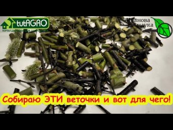 МАЛО КТО ЗНАЕТ ОБ ЭТОМ СРЕДСТВЕ, а жаль! Супер эликсир для рассады вместо покупных средств.
