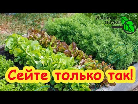 ПЫШНЫЙ УКРОП, АРОМАТНАЯ ПЕТРУШКА и ШИКАРНЫЙ САЛАТ сейте ТОЛЬКО ТАК! Секреты зеленных культур. ПЫШНЫЙ УКРОП, АРОМАТНАЯ ПЕТРУШКА и ШИКАРНЫЙ САЛАТ сейте ТОЛЬКО ТАК! Секреты зеленных культур.