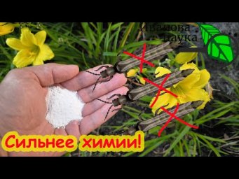 ЭТО сильнее 100 инсектицидов! Натуральное средство прогонит прочь трипса, белокрылку и клеща!
