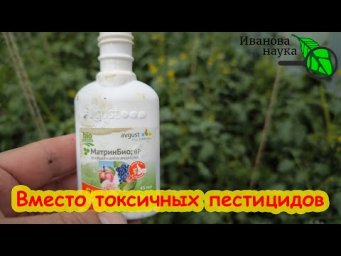 ОТ КЛЕЩА и БЕЛОКРЫЛКИ: ВМЕСТО ФИТОВЕРМА ИСПОЛЬЗУЮ ЭТО СРЕДСТВО Матрин - гораздо лучше. И вот почему.
