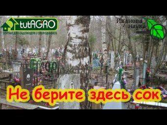С ЭТИХ БЕРЕЗ СОК НЕ БЕРУТ. С каких берез и кленов не стоит заготавливать сок.