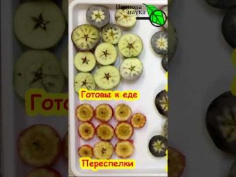 Когда пора собирать урожай яблок? Определение готовности яблок. Яблоки хранятся до нового урожая.