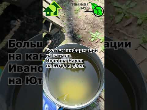 ФИТОФТОРЫ НЕ БУДЕТ! Просто используйте молоко. Молоко против фитофтороза томатов и картофеля.