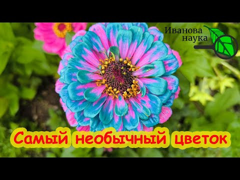 САМЫЕ НЕОБЫЧНЫЕ ЦВЕТЫ В САДУ. Как удивить всех своим цветущим садом? САМЫЕ НЕОБЫЧНЫЕ ЦВЕТЫ В САДУ. Как удивить всех своим цветущим садом?