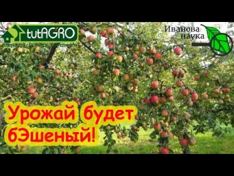 СДЕЛАЙТЕ ЭТО ВЕСНОЙ В САДУ И СОБИРАЙТЕ УРОЖАЙ ТОННАМИ! Кастрация молодых деревьев - это важно!