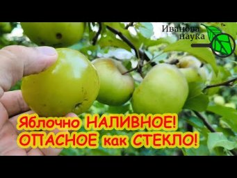 ЭПИДЕМИЯ ЗАХВАТИЛА САДЫ! Яблоки прозрачные, стеклянные, наливные. Чем это грозит и как лечить беду.